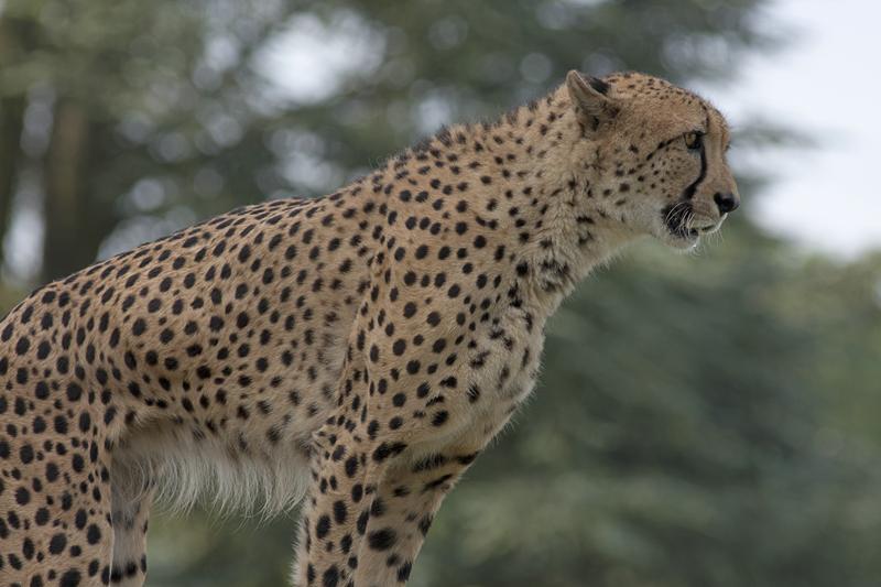 Cjp_2011_08_02_075344 (1).jpg